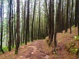 pine forest thekkady