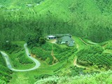Tea Factory View