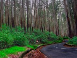 Fine forest